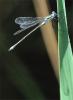 agrion solitaire.jpg